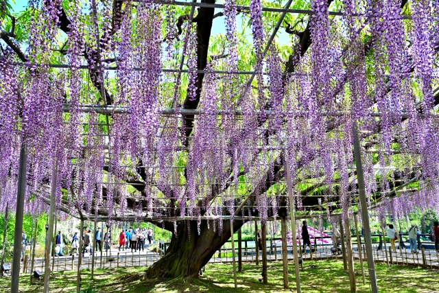 あしかがフラワーパークの「奇蹟の大藤」の写真。移植には曳家工事の技術が用いられ、夜間通行止めを行った状態で、道路の全ての車線をとめて移動された。